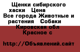 Щенки сибирского хаски › Цена ­ 12 000 - Все города Животные и растения » Собаки   . Кировская обл.,Красное с.